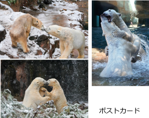 ポストカード